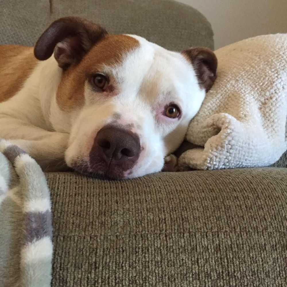 Meet your Posher, Connie